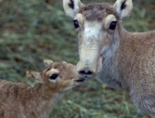 Russia -- A female saiga antelope and her fawn in southern Russia's Cherniye Zemly wildlife refuge (Kalmykia), May 2002.