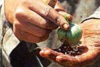 Opium poppy cultivation has risen sharply (OSCE)