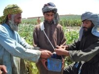 Can Afghan farmers escape the vicious circle? (RFE/RL file photo)