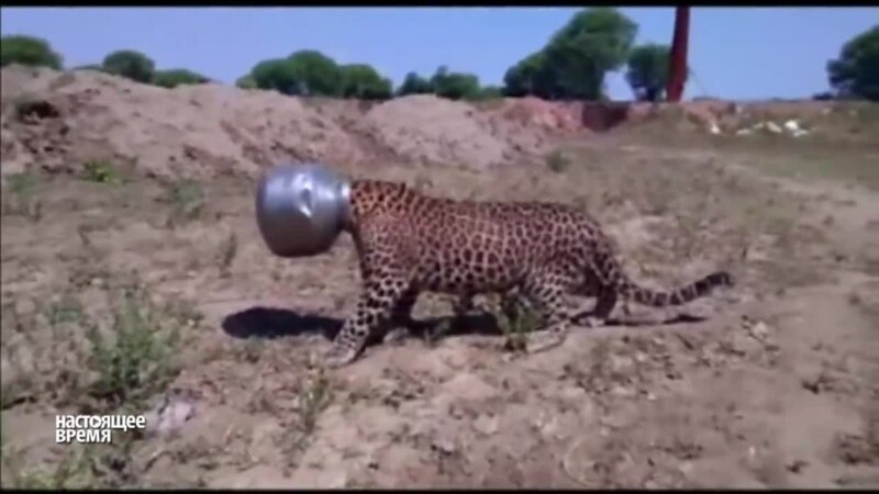 В Индии спасли застрявшего в металлическом горшке леопарда