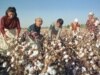 Uzbek Cotton Industry Sows Seeds Of Trouble