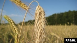 Wheat growing in Ukraine's Chernigov region