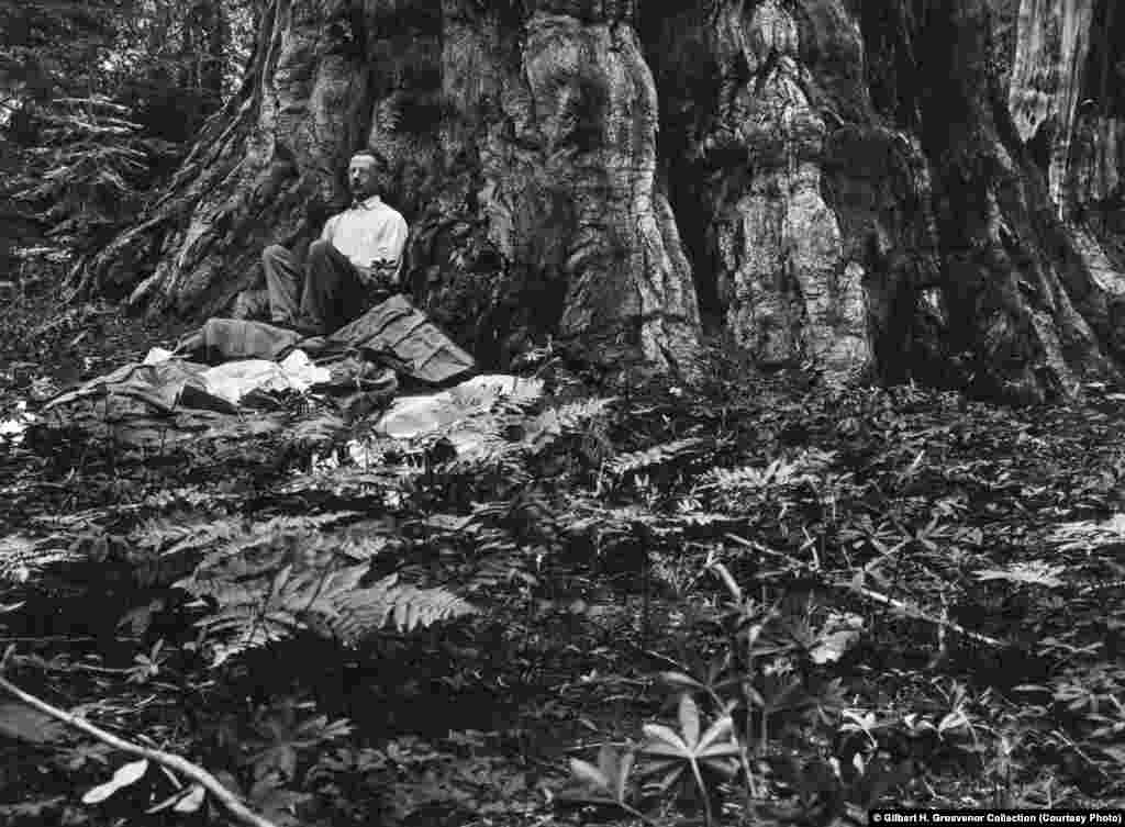 Gilbert H. Grosvenor, first full-time editor of "National Geographic" magazine, awakens after a night spent beneath a giant sequoia tree during his first trip to California's Sierra Nevada Mountains in 1915. After this visit he lobbied for passage of a bill that created the National Park Service in 1916.