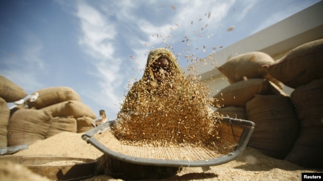 A laborer winnows rice at a marketyard at Bavla, west of the western Indian city of Ahmedabad.
