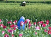 Women clad in the traditional burqa pass through poppy seeds near Jalalabad (file photo) (epa)