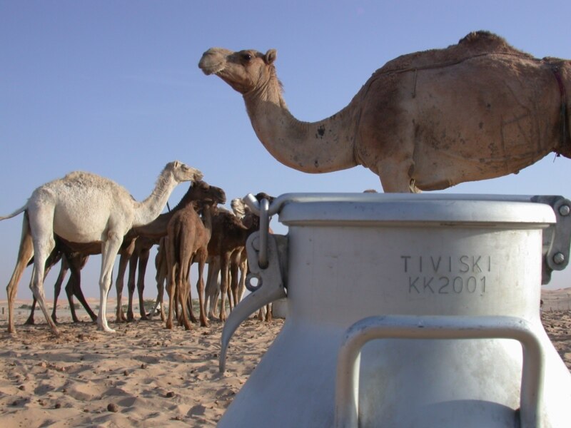 The Benefits of Drinking Camel Milk