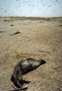 One of 200 casualties from an earlier disaster, in 2000, that struck the Caspian Sea's seal population (file photo) (ITAR-TASS)