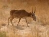 Kazakhs Probe Mass Antelope Deaths
