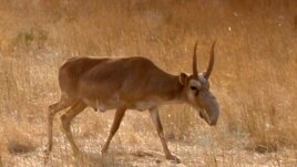 Saiga antelope