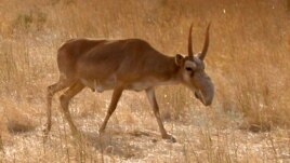 The saiga antelope is considered a critically endangered species.