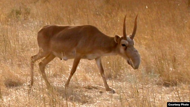 The saiga antelope is considered a critically endangered species.