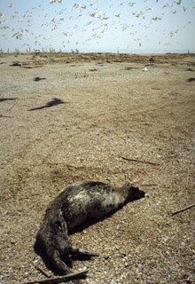 Russia – Caspian / environment – One of 200 dead seals found on the Caspian Sea island of Maly Zhemchyuzhny, 21 June 2000. (Width: 220)