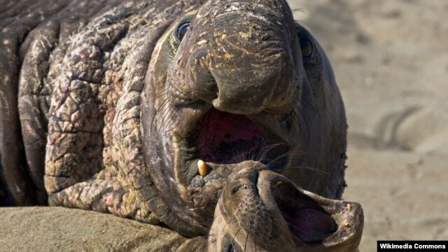 Elephant seals, which spend more than three-quarters of their lives at sea, are thought to be the deepest-diving pinnipeds in the ocean.