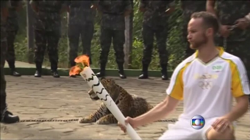 В Бразилии убит ягуар - участник эстафеты олимпийского огня