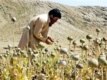 A Pakistani tribesman works among opium poppies in the FATA's Muhmand Agency, near the Afghan border
