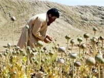 A tribesman works in a poppy field on the Pakistani side of the Afghan border (file photo) (AFP)