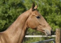 A purebred Ahal-Tekes horse (Courtesy Photo)