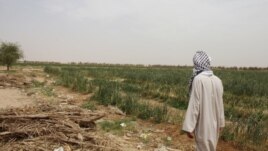 اراض زراعية ستبنى عليها مطار الفرات الاوسط
