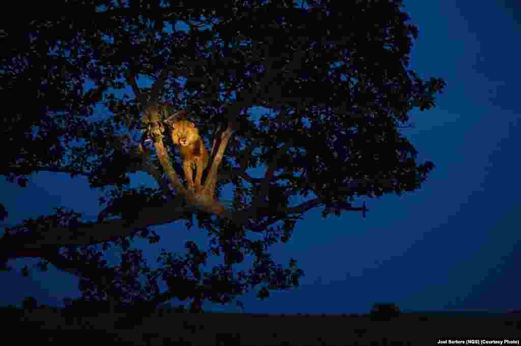 A lion climbs a tree to sleep in Uganda’s Queen Elizabeth Park.