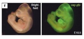 Химерные эмбрионы мышей, якобы выращенные из STAP-клеток