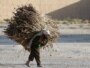 A man carries opium poppies in the Afghan village of Bala Baluk, in Farah Province, in May.