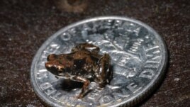 Paedophryne Amauensis Frog