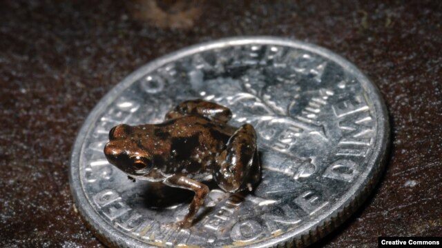 Paedophryne Amauensis Frog