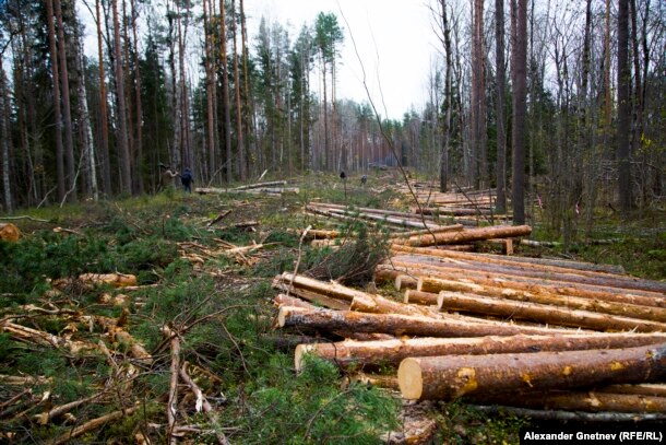 Уже вырубленный лес
