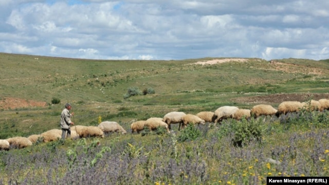 Armenia - Sheep graze in Urtsasar mountains, 22Jun2012.