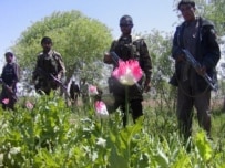 Afghan police in a poppy field on 17 April (epa)
