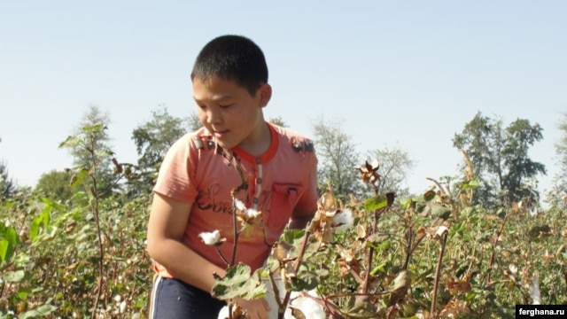 A boy picks cotton in Uzbekistan's Tashkent region during the 2010 harvest.