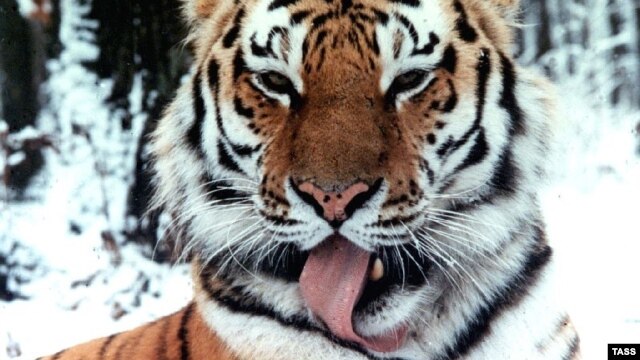 Siberian tigers face threats not only to their habitat but from poachers as well.