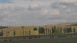 Păşuni pârjolite de soare