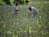 U.S. Sanctions Afghan Drug Ring