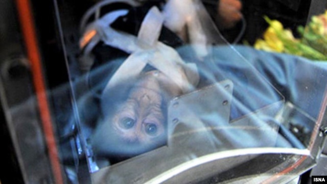 Tehran's previous attempt to send a monkey into space in 2011 was reported to have failed. (file photo)