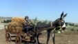 Şamaxı şəhərinin girişində yol kənarına qoyulan eşşək arabasındakı kəndli heykəli.