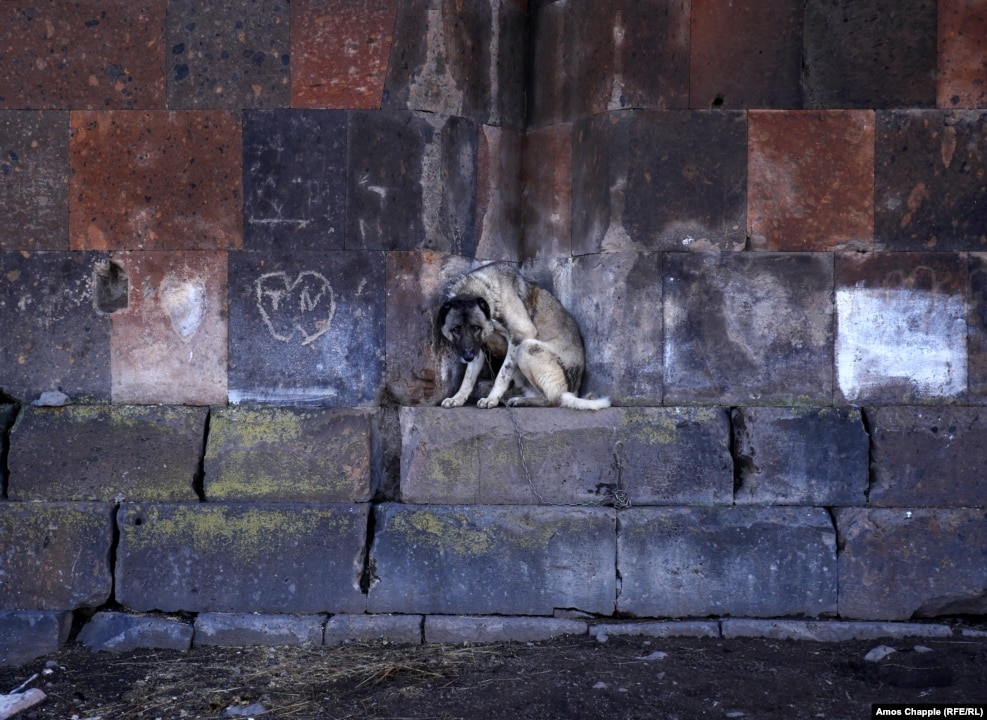 A living gargoyle, in the form of a Caucasian sheepdog, chained to the church.