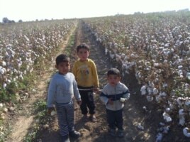 Дети стоят посреди хлопкового поля. Узбекистан, 2014 год.