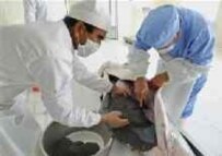 Iranian workers extract caviar from a Beluga sturgeon in the Caspian port of Bandar Turkman (file photo) (AFP)