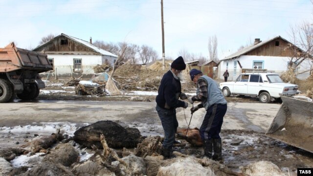 Төрт аяғында тұрған әйелдер кискалары