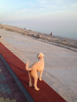 69C74613-E0C0-41BE-9506-739ADF58A412_w26