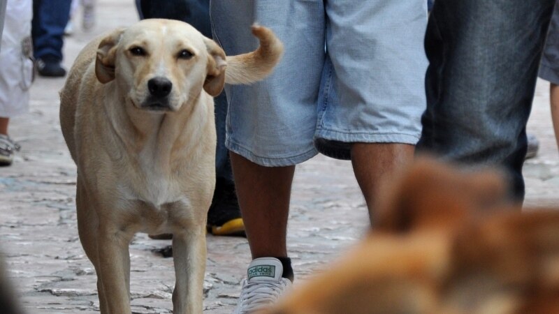 Pomoć entuzijasta psima na nikšićkim ulicama
