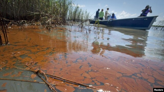 A boat passes through oil in the marshland on the Louisiana coast.