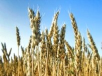 Wheat may disappear from Africa altogether (ITAR-TASS)