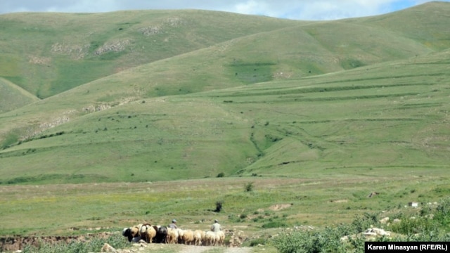 Armenia - Sheep grazing on Urtsasar mountains, 22Jun2012.