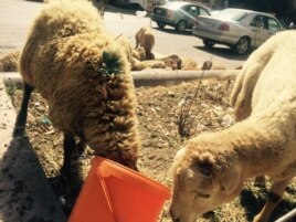 Bakıda qurbanlıq qoyunlar, 23 sentyabr, 2015