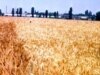 Armenia Looks To 'Elite' Wheat Seeds