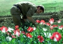A counternarcotics official in a poppy field (ITAR-TASS)