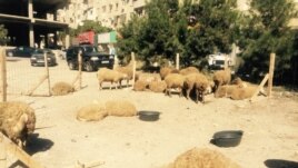Bakıda qurbanlıq qoyunlar, 23 sentyabr, 2015