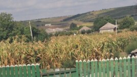 Porumb uscat de secetă în grădile sătenilor